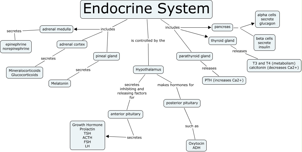 endocrine system